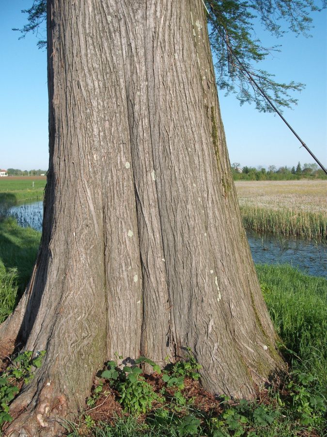 ALBERO SOLITARO
